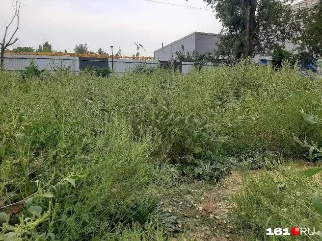 Так выглядела территория, на которой когда-то стоял пятиэтажный жилой дом, летом | Источник: читатель 161.RU