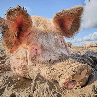 Возьмите паузу для юмора: полюбуйтесь на 25 самых смешных снимков в истории конкурса British Photography Awards