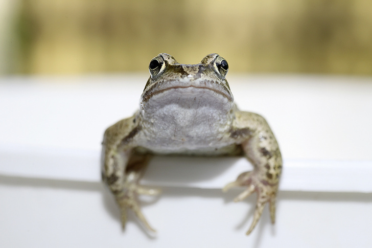 iStock