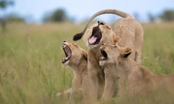 Самые смешные фото животных в дикой природе за 2025 год — победители комического конкурса Nikon Comedy Wildlife Awards