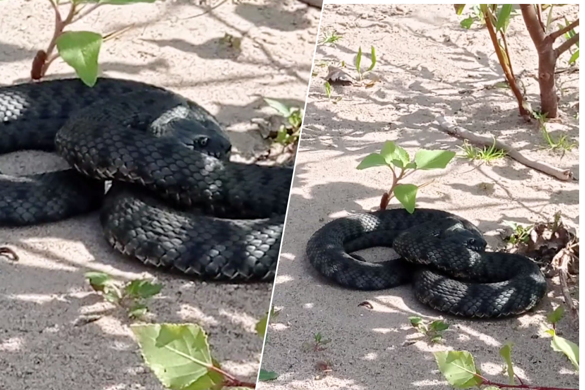 Он сам в шоке! В Тольятти на Муравьиных островах встретили черного змея — видео