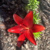 userpic__Dar&euml;nka