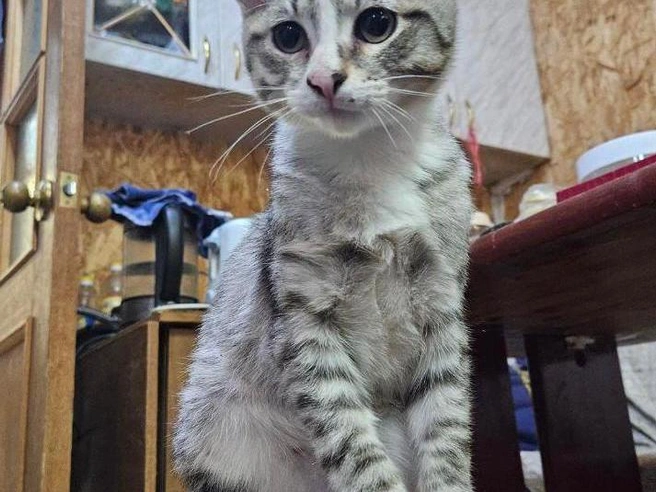 Котенок обладает красивым окрасом. Он может стать верным и преданным другом для своего будущего хозяина. | Источник: предоставлено волонтерами 