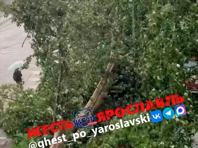 Упавшее дерево повредило припаркованные машины на улице 8 марта | Источник: Жесть Ярославль / Vk.com