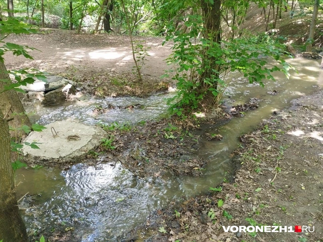 Источник: Дмитрий Волгин / Voronezh1.ru