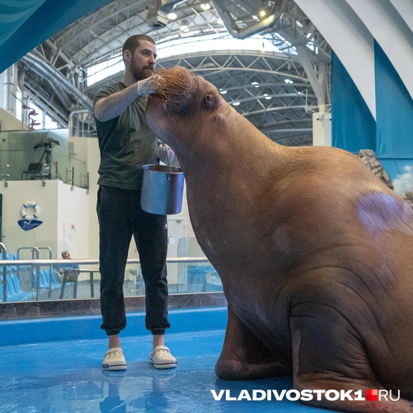 Источник: Елена Буйвол / VLADIVOSTOK1.RU