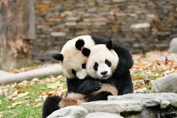 12+ видео самых смешных и милых панд со всех зоопарков мира — они расслабят вас за пару минут!