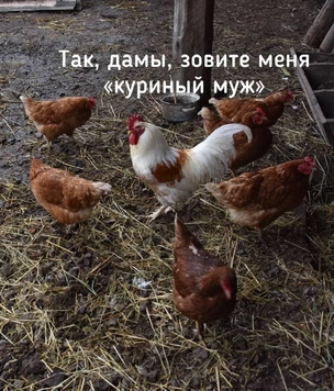 Лучшие шутки про Рамзана Кадырова, который объявил, что в Чечне нет петухов