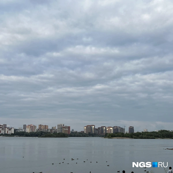На берегу Оби в парке «Арена» поселились стаи уток | Источник: Алёна Золотухина / NGS.RU