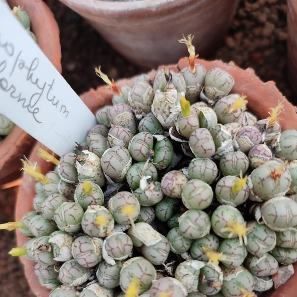 Источник: предоставлено КПЦ БИН РАН