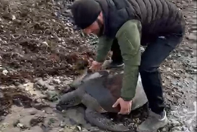 В Туапсе ищут заплывшую в Черное море черепаху