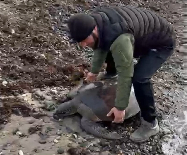 У побережья Туапсе ищут черепаху, которая случайно заплыла в Черное море | Источник: Администрация Туапсинского района