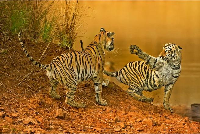Источник: Baiju Patil / bigpicturecompetition.org