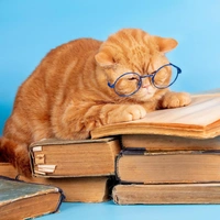 Пушистые долгожители: 10 самых старых кошек в мире