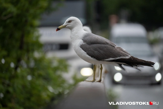 Солнце вернется в середине недели | Источник: Елена Буйвол / VLADIVOSTOK1.RU