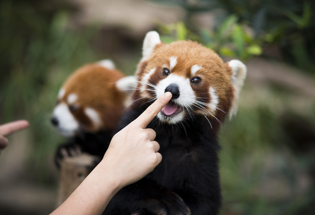 Самые милые животные фото