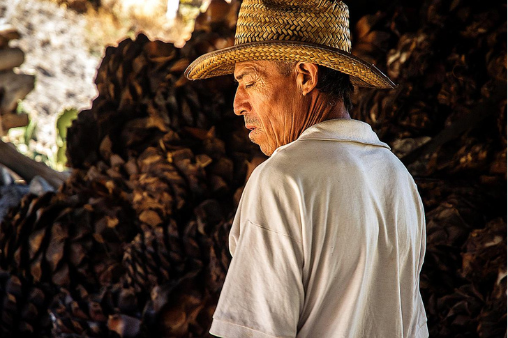 Грусть агавы: как текила стала национальным достоянием Мексики