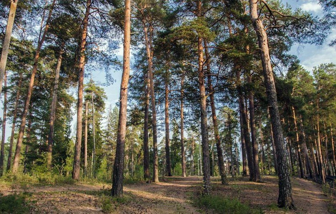 Земельный участок расположен в 100 метрах от трассы, но при этом отделен от нее лесополосой, поэтому вместо шума машин жильцы будут слышать пение птиц | Источник: Завод домостроения «Инновация»