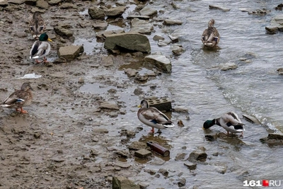 Сильный ветер вновь обнажил дно Дона