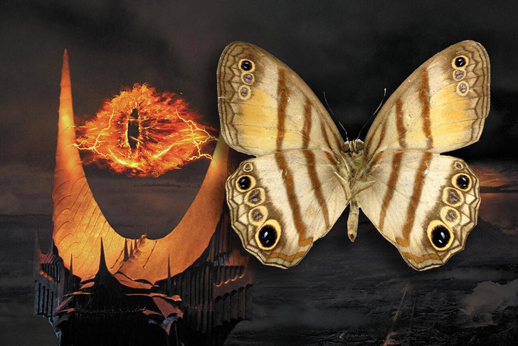С глазами на крыльях: посмотрите на редкую бабочку, которую назвали в честь Саурона из «Властелина колец»