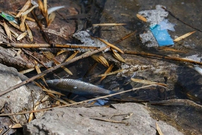 В саду Аксакова в Уфе массово гибнет рыба