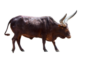 Размер имеет значение: для чего коровы ватусси обзавелись огромными рогами