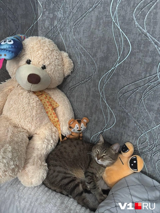 «Спят усталые игрушки…» | Источник: читатели V1.RU