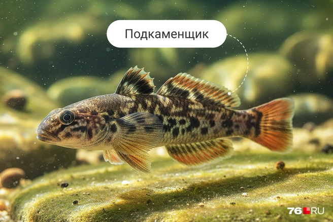 Подкаменщик обитает лишь в чистых водоемах | Источник: Полина Авдошина / Городские медиа