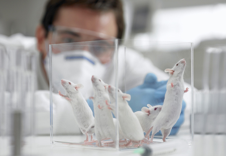 Ученые имплантируют человеческий мозг мышам