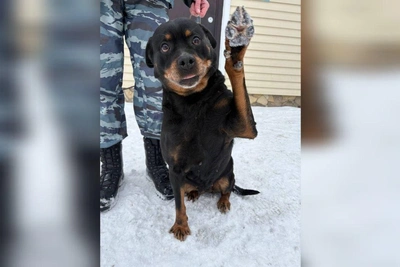 В Оренбурге отдали в добрые руки собак-полицейских