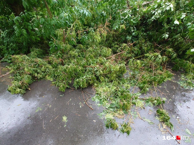 В городе приходится выпиливать целые аллеи | Источник: Денис Жуков