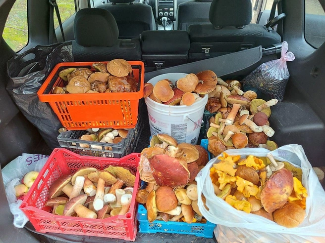 Нижегородцы раскрыли самые грибные места  | Источник: читатель NN.RU