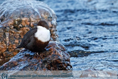 Оляпка исключена из Красной книги Мурманской области