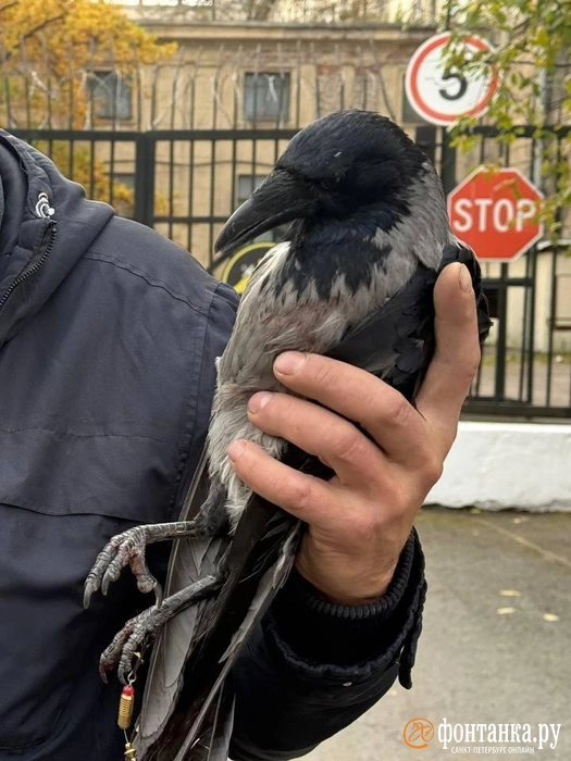 У «Черной речки» дважды спасли одну и ту же ворону. Посмотрите, как это было | Источник: «Фонтанка.ру»