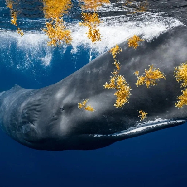Кит поедает планктон | Источник: James Ferrara / The Nature Photography Contest