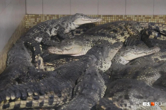 Евгений показывает трюки с крокодилами на своем канале CrocChronicles | Источник: Кирилл Кушнов / E1. RU