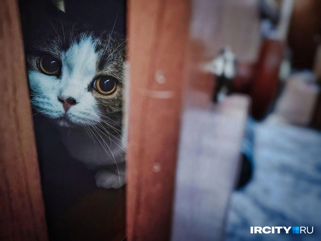 Котик Маля присмотрит за всеми нами | Источник: Ксения Филимонова / «ИрСити»
