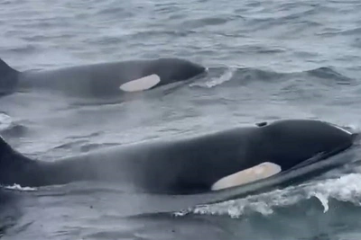 Косатки показали шоу на Сахалине