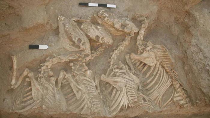 Найдены останки первых животных-гибридов