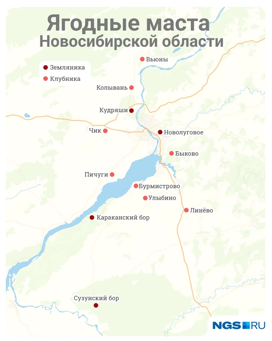 Ягоды стоит искать на участках, где много света | Источник: Юрий Орлов / Городские медиа