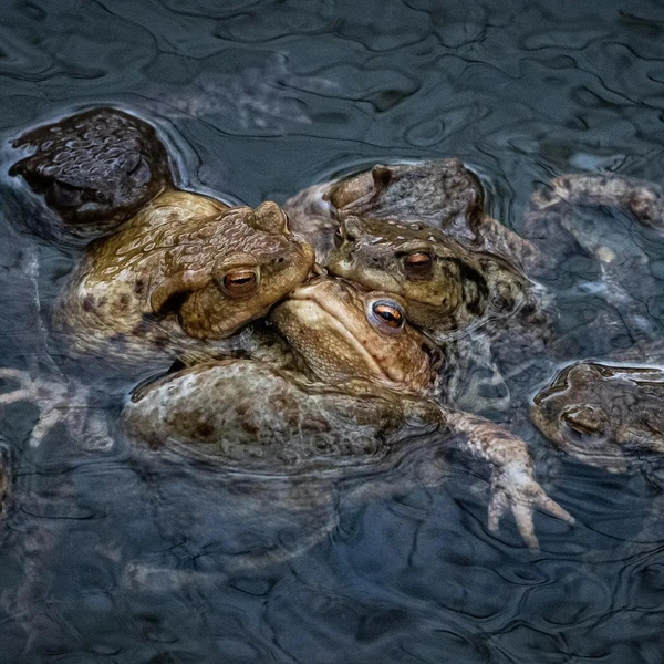 «От кавалеров отбоя нет! И все&nbsp;— принцы!» | Источник:  Vít Lukáš / Close-up Photographer of the Year 2022