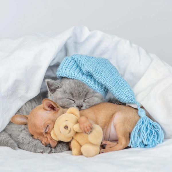 Источник: Shutterstock/Fotodom.ru