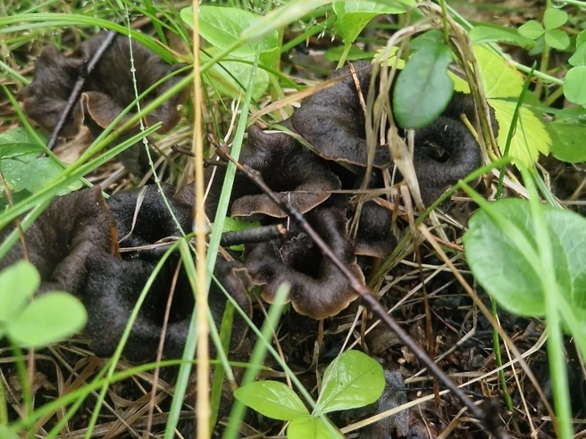 В Екатеринбурге нашли устрашающие (но съедобные) грибы. Рассказываем, где их искать | Источник: Дары лесов Урала. Грибы Екатеринбурга и области / Vk.com