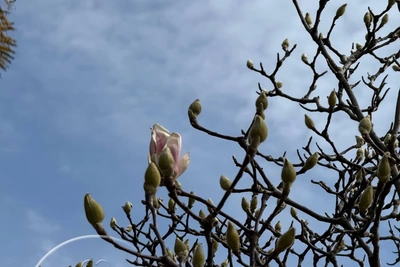 В Сочи в феврале зацвела магнолия Суланжа