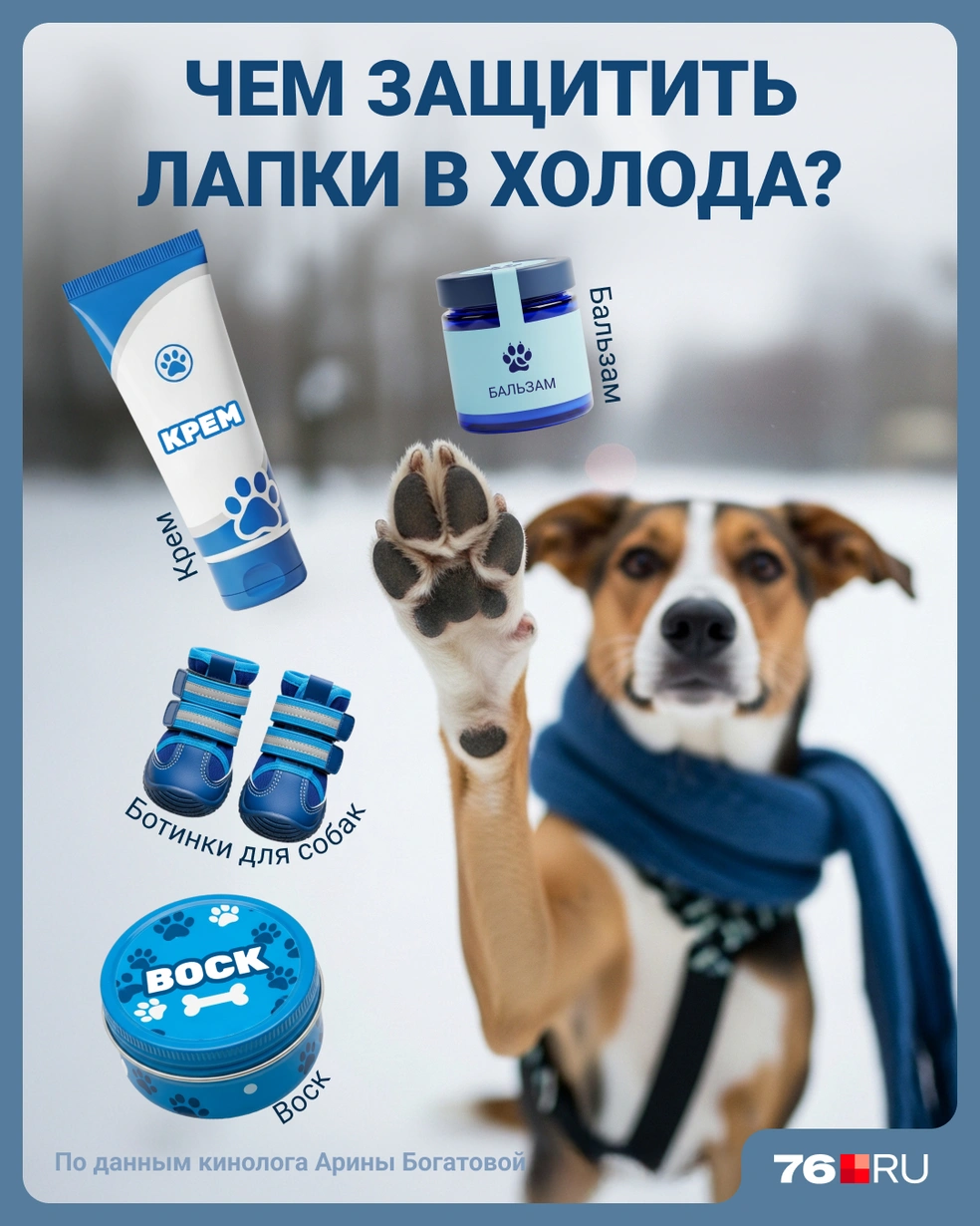 Собаководы могут выбрать из нескольких вариантов  | Источник: Мария Романова / Городские порталы