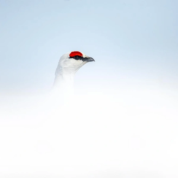 Источник: Sergey Gorshkov / Creative Photo Awards 2025