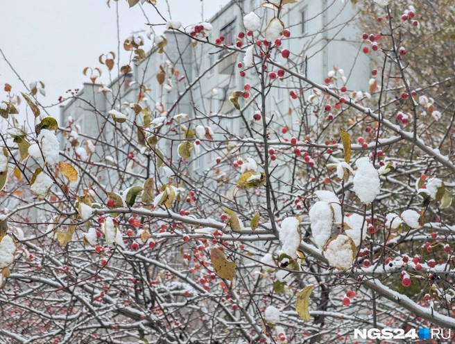 Природа скоро временно уснет | Источник: Мария Ленц / NGS24.RU