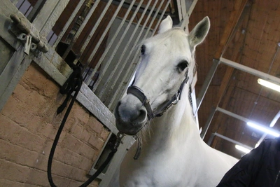 Tomsk Horse Riding Organizer Ordered to Pay 800k Over Girl's Fall