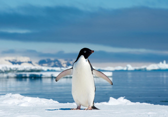 Пингвин добрался из Антарктиды в Новую Зеландию