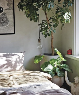 Растения в спальне: 35+ вдохновляющих примеров